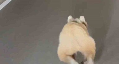 Tünelde koşan ayı cep telefonu kamerasında