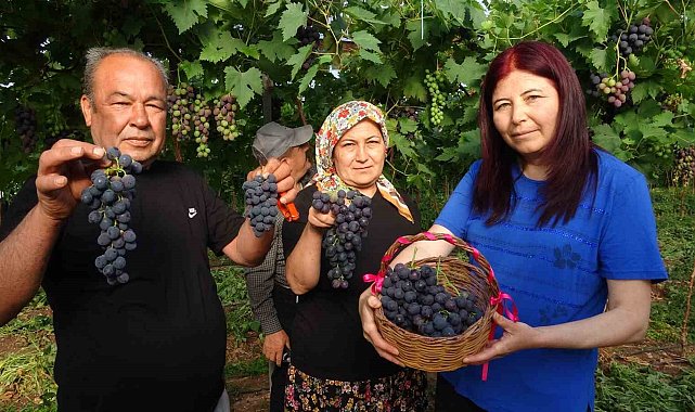 Turfanda 'Siyah İnci' hasadı başladı