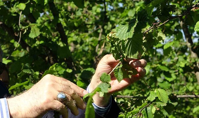TZOB Genel Başkanı Bayraktar, Giresun'da zirai don incelemesinde bulundu