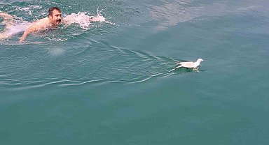 Uçamadığı için barajda mahsur kalan martıyı tekne çalışanı kurtardı