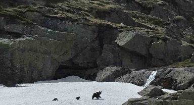 Uludağ'da kış uykusundan uyanan ayı ailesi görüntülendi