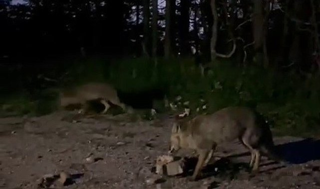 Uludağ'da tilkileri besledi, o anları kayda aldı