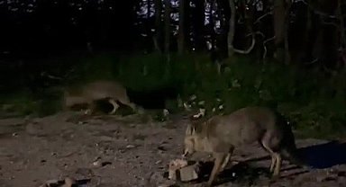 Uludağ'da tilkileri besledi, o anları kayda aldı