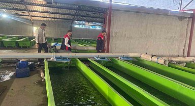 Uluköy'de yılda 15 milyon yavru üretiliyor