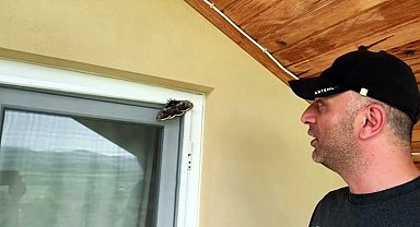 Ünlü ressam Vincent Van Gogh'un ilham kaynağı Sakarya'da görüldü