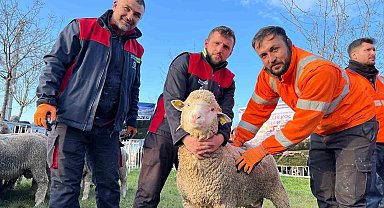 Üreticilere damızlık koç desteği