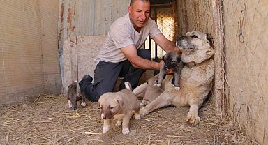 Uzmanı açıkladı: "Kangallar, düşmanı olan kurtların yavrusuna bile sahip çıkar"