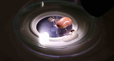 Uzmanı uyardı: "Hayvanların üzerindeki keneler elle koparılmamalı"