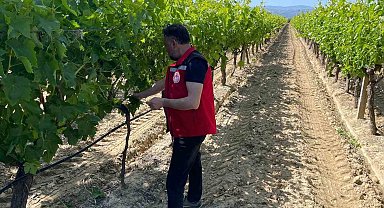 Üzüm bağlarında hasat öncesi pestisit denetimi başladı