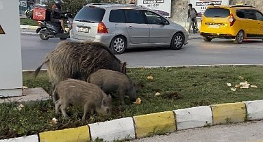Yaban domuzu besleyen 3 kişiye para cezası