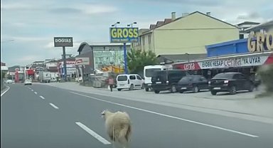 Yalova'da kaçak kurbanlık koyun trafiği birbirine kattı