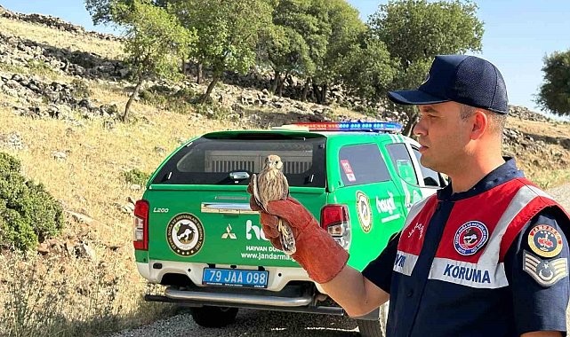 Yaralı bulunan Kerkenez kuşu koruma altına alındı