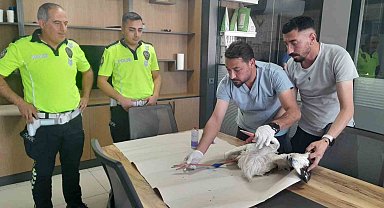 Yaralı leyleğe polisten şefkat eli