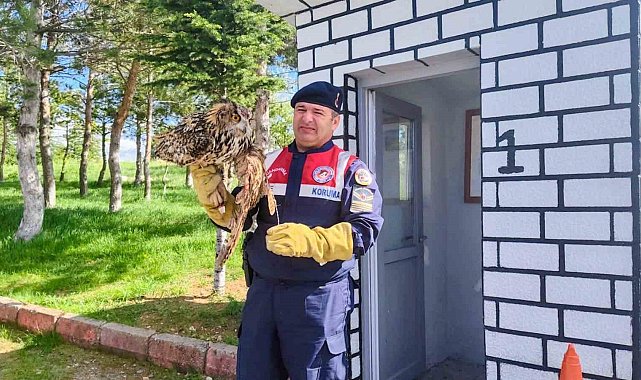 Yaralı puhu kuşu tedavi altına alındı