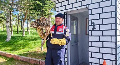 Yaralı puhu kuşu tedavi altına alındı