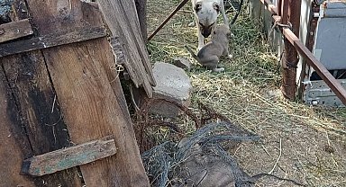 Yavruları kurtarılana kadar ekiplerin başını bekledi