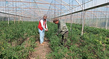 Yemişendere'de örtü altı sebze üreticilerine teknik destek