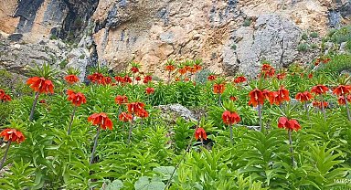 Yetkililer uyarıyor: Bu türe zarar vermenin cezası çok ağır