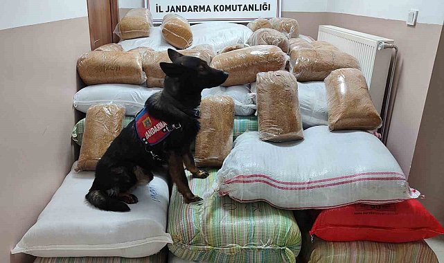 Yolcu otobüsünde 1 buçuk ton kaçak tütün yakalandı