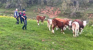 Yozgat'ta büyükbaş hayvanları kaybolan vatandaşın yardımına Jandarma koştu