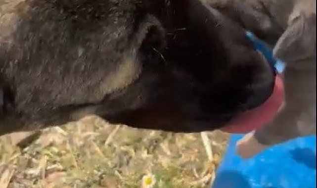 Yozgat'taki görüntü tepki çekmişti, asıl nedeni belli oldu