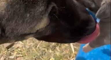 Yozgat'taki görüntü tepki çekmişti, asıl nedeni belli oldu