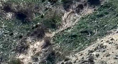 Yüksekova'da domuz sürüsü görüntülendi