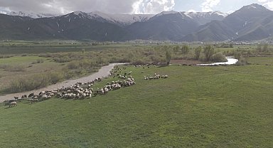 Yüksekova'da karların erimesiyle ovalar yeşile büründü