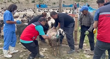 Yüksekova'da şap hastalığına karşı aşılama çalışması devam ediyor