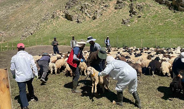 Yüksekova'da şap hastalığına karşı aşılama çalışması