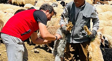 Yüksekova'da şap hastalığına karşı aşılama seferberliği