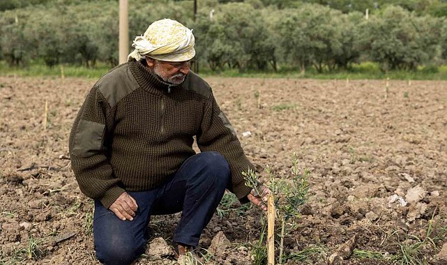 Yunusemre'de fidanlar toprakla buluşuyor
