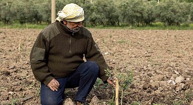 Yunusemre'de fidanlar toprakla buluşuyor