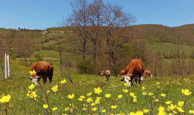 Yurt içi hayvan nakillerine yeni düzenleme