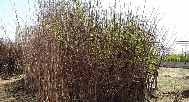 Zirai don binlerce meyve fidanını da vurdu