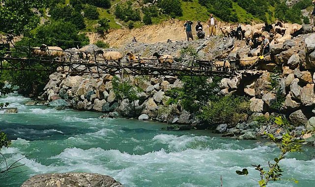 Zorlu coğrafyada hayat mücadelesi: Avaşin Deresi'ndeki asma köprüden geçen koyun sürüsü görenleri hayran bıraktı