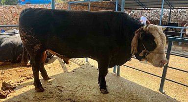 1 ton 300 kiloluk tosun 430 Bin TL'ye satıldı