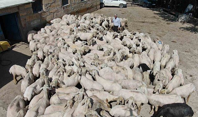 1 yılda büyüyen yünler, 1 buçuk dakika kırkılıyor