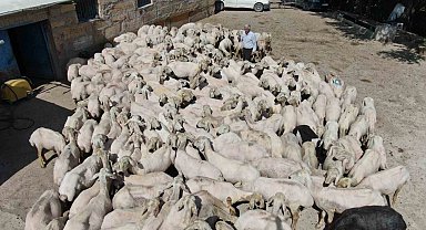 1 yılda büyüyen yünler, 1 buçuk dakika kırkılıyor