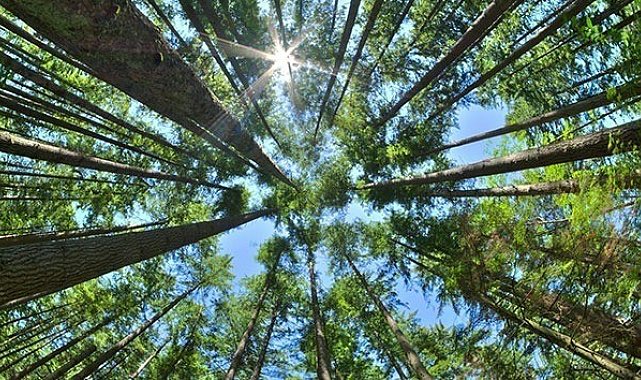 15 Eylül'e kadar ormanlara girişler yasaklanacak