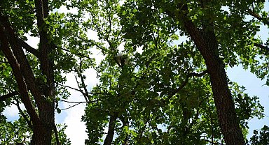 18 saat mahsur kalan kedisine kavuşunca gözyaşlarına boğuldu