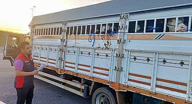 1915 Çanakkale Köprüsü'nde kurbanlık hayvan denetimi