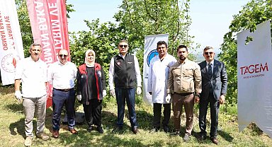 20 bin Samurai arısı salındı