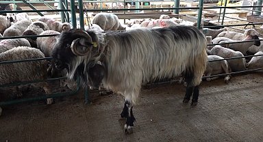 'Kocaoğlan' hayvan pazarının gözdesi oldu