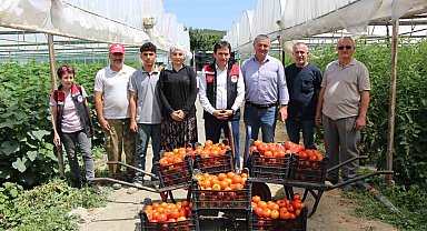 'Küçük Antalya' Amasya'da domates hasadı başladı