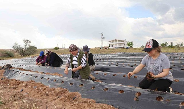 6 fideyle başladı, 60 bin fideye ulaştı