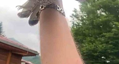 8 yıllık atmacasını doğaya saldı, atmaca arkasına bakmadan uçup gitti