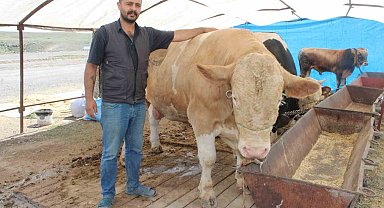 970 kiloluk Minik, pazarın ilgi odağı oldu