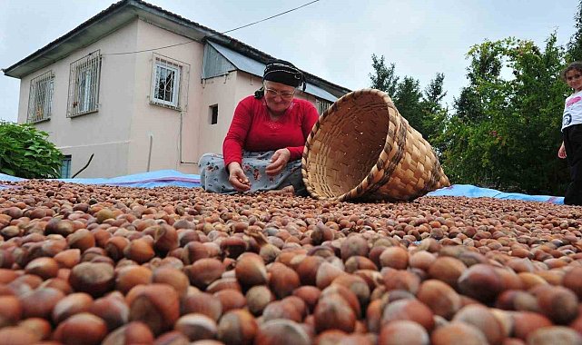 AB ülkelerine 12 bin 851 ton fındık gönderildi