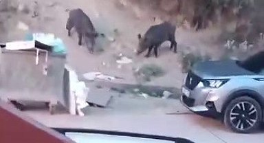 Aç kalan domuzlar çöpte yem aradı